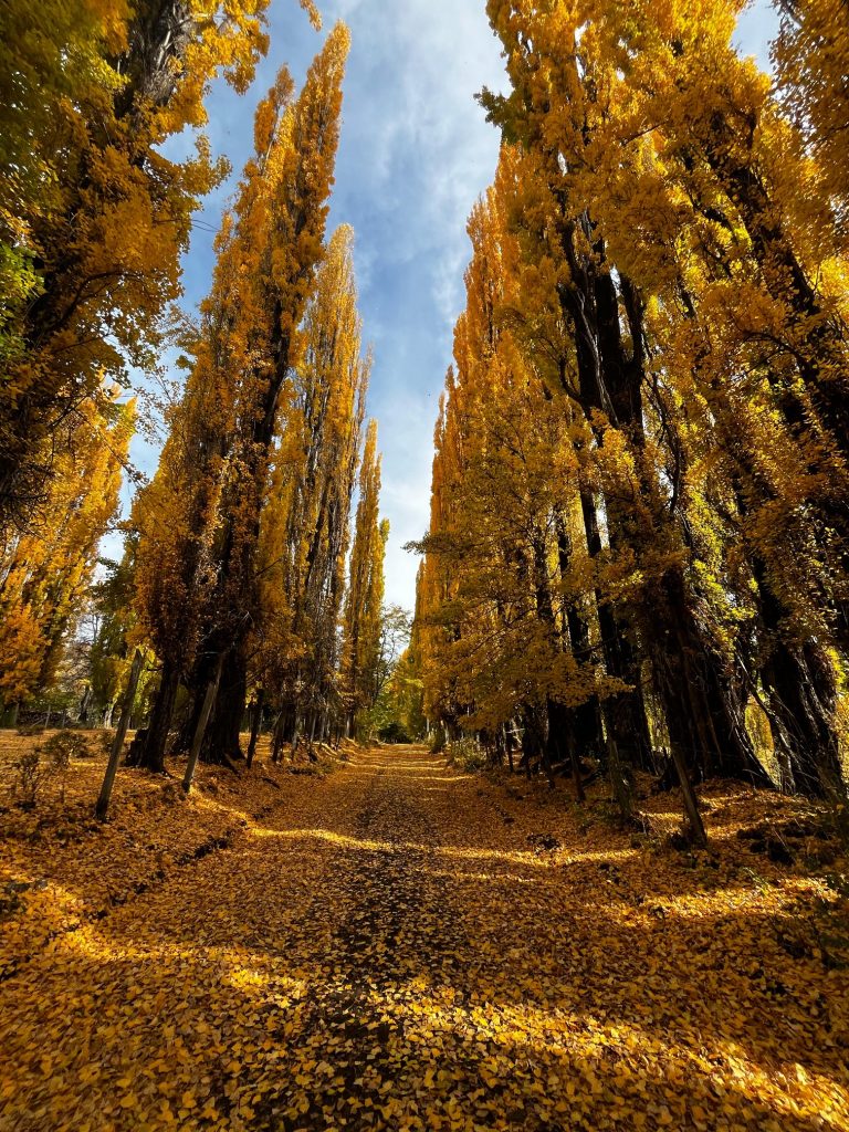 Otono Araucania