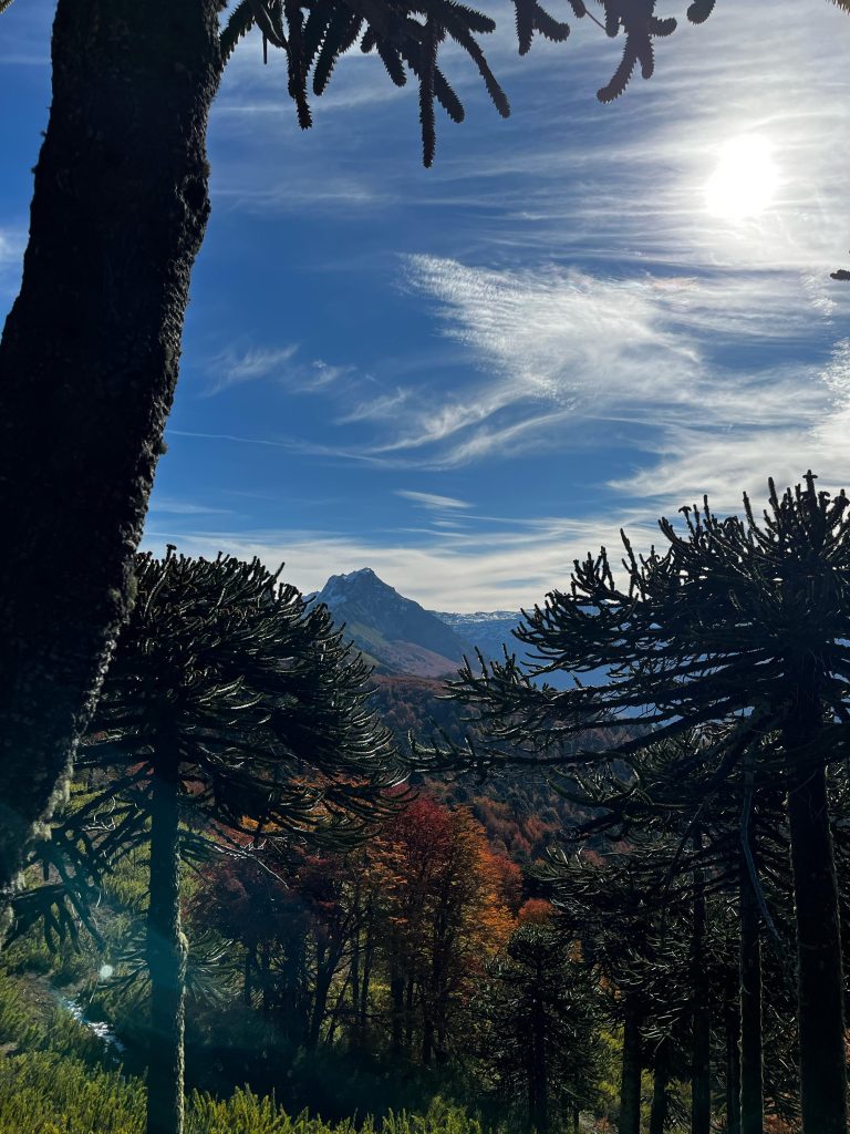 Araucania Andina
